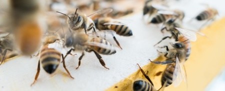 زنبورداری - پرورش مقدماتی زنبور عسل